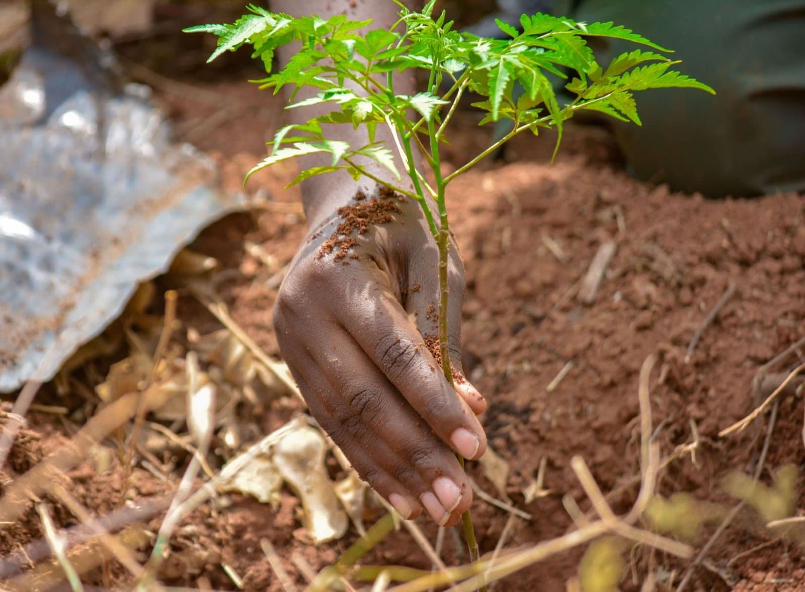 A hand planting a young tree seedling in red soil