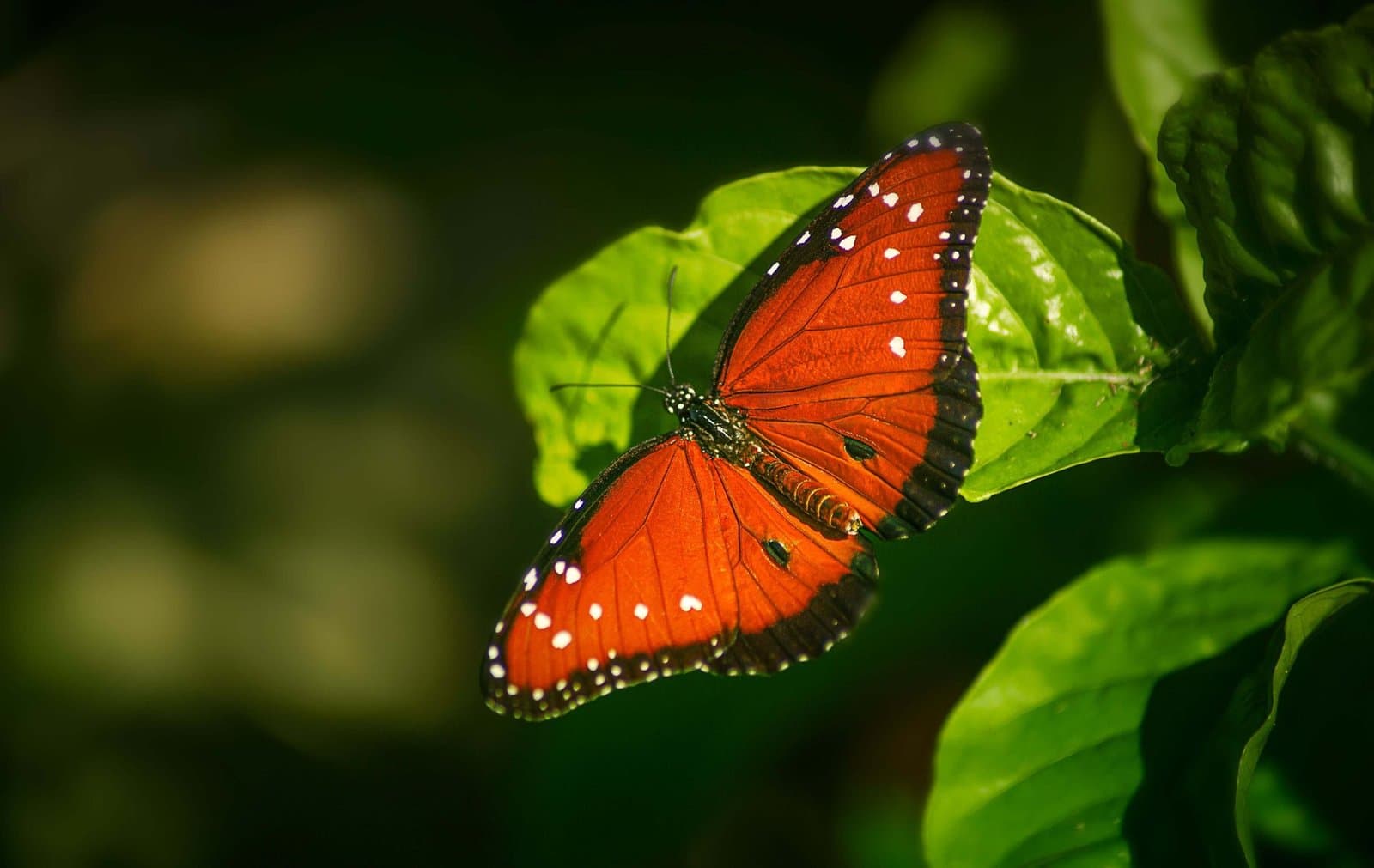 An orange butterfly with open wings resting on a green leaf